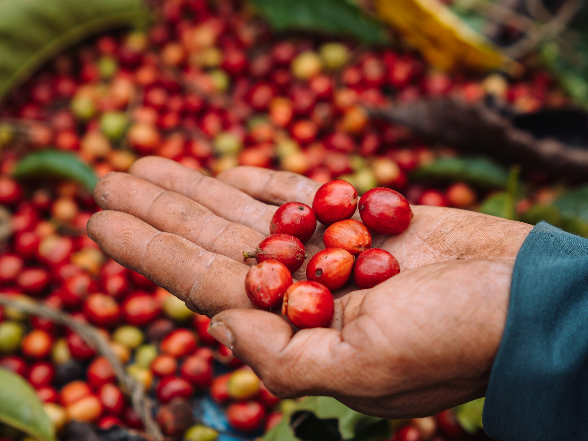 Cerezas de café recién cosechadas