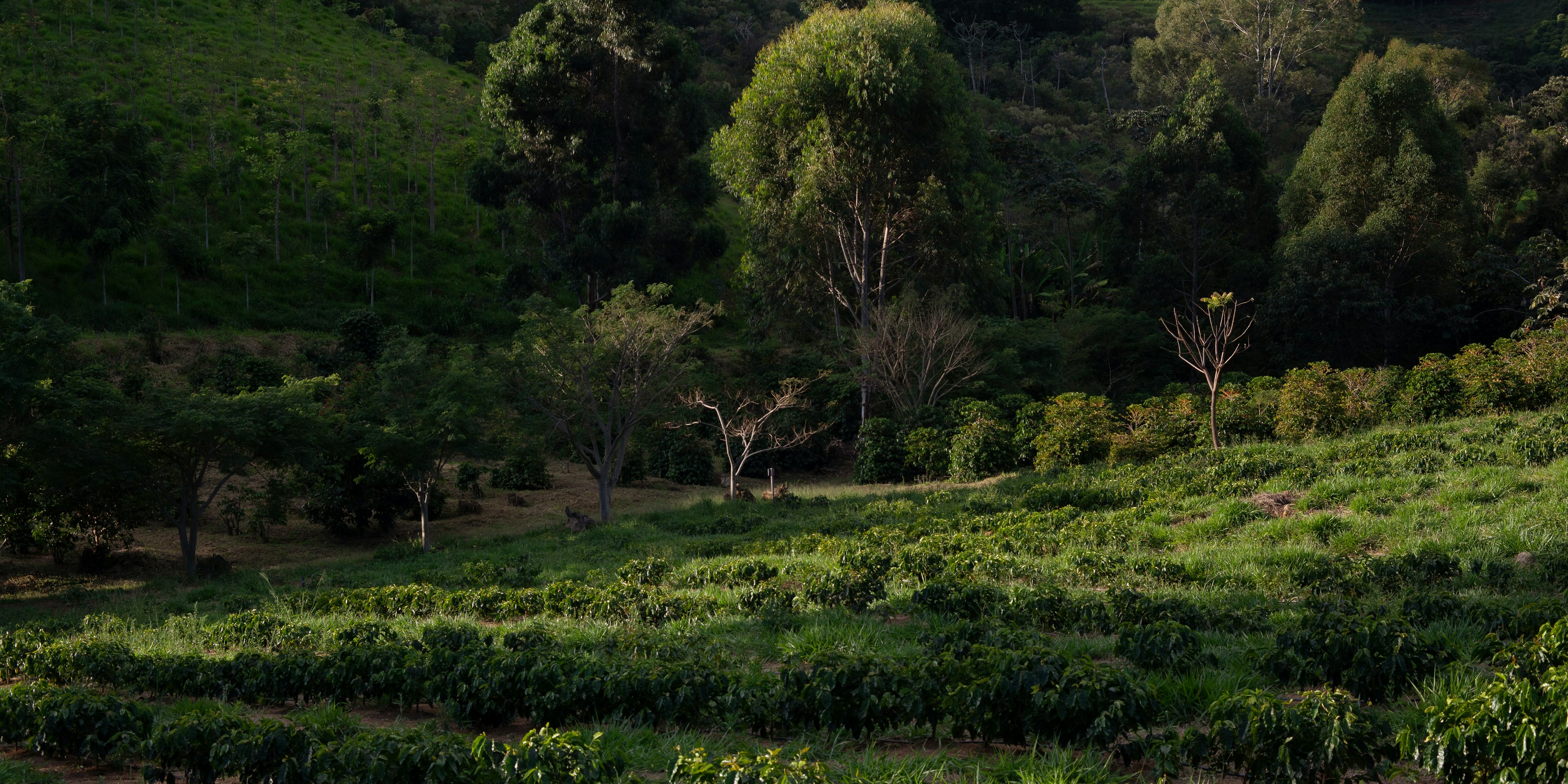 Cafetal en terrazas