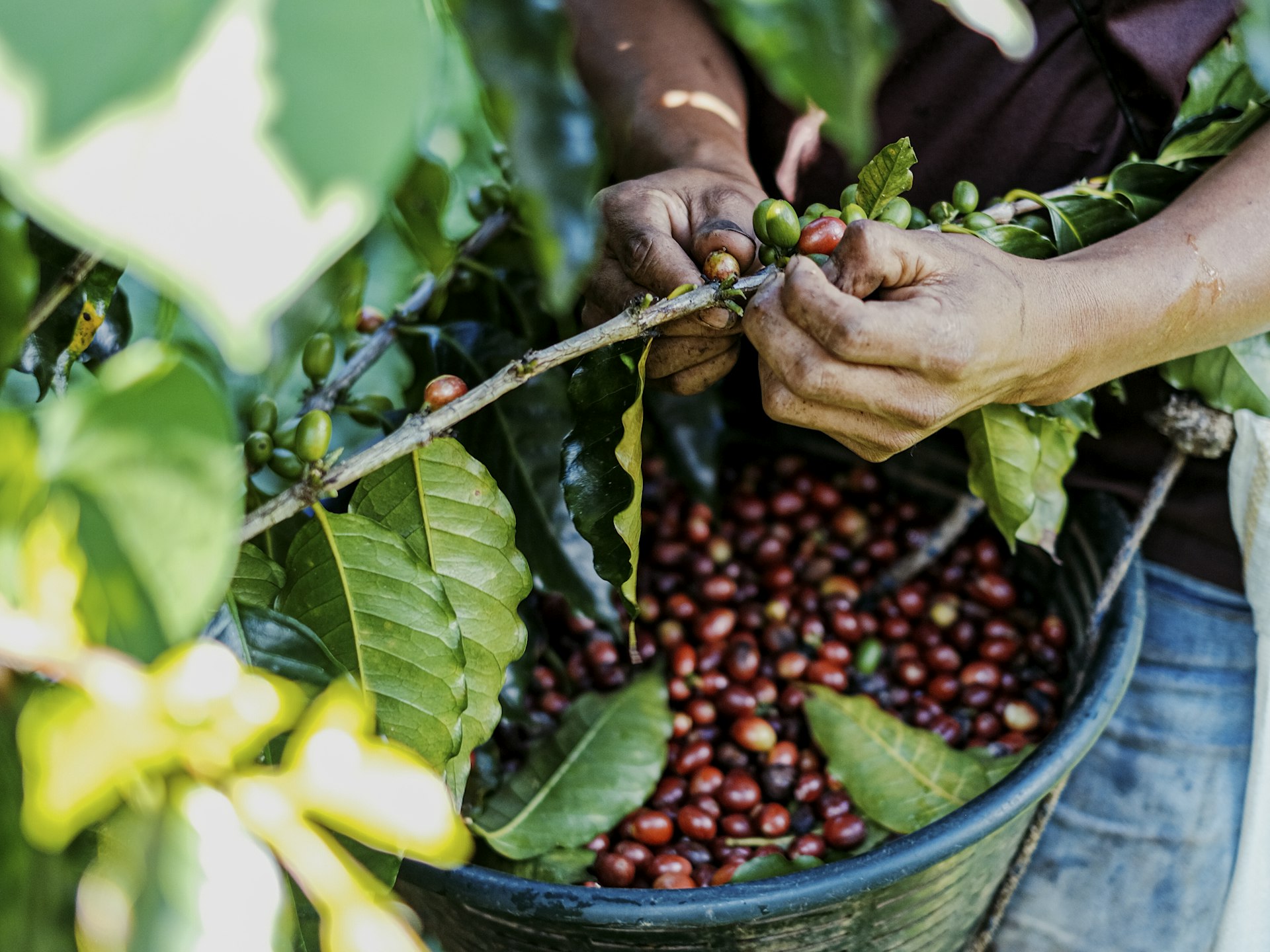 Cosecha de café a mano